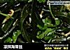凉拌海带丝的做法