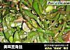 美味豆角丝的做法