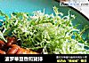 波罗蒂豆香煎猪排的做法