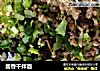 酱香干拌面的做法