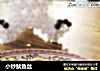 小炒鱿鱼丝的做法