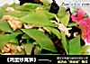 《鸡蛋炒莴笋》——清清爽爽，简简单单。的做法