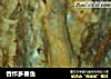香炸多春鱼的做法