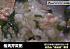 瘦肉芹菜粥的做法