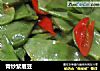 青炒紫眉豆的做法