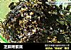 芝麻烤紫菜的做法