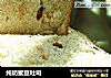 纯奶蜜豆吐司的做法