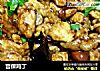 宫保鸡丁的做法