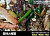 香辣大闸蟹的做法