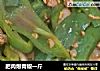 肥肉爆青椒一斤的做法