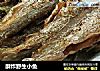 酥炸野生小鱼的做法