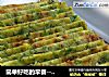 简单好吃的早餐------芹菜鸡蛋饼的做法