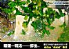 暖暖一碗汤——鲫鱼豆腐汤的做法