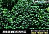 蒸鱼豉油白灼西兰花的做法