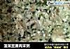 菠菜豆腐肉末粥的做法