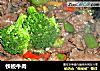 铁板牛肉的做法