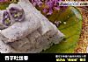香芋吐丝卷的做法