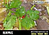 泡菜鸭红的做法