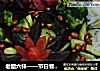 老醋六样——节日餐桌上的一道解酒菜的做法