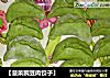 【菠菜豌豆肉饺子】的做法