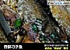 香酥刁子鱼的做法
