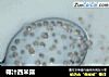 椰汁西米露的做法