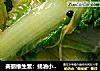 美丽维生素：蚝油小白菜的做法