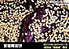 紫薯椰蓉饼的做法
