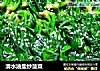 清水油盐炒菠菜的做法