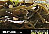 爽口小凉菜--------【凉拌海带丝】的做法