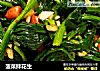 菠菜拌花生的做法