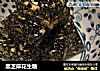黑芝麻花生糖的做法