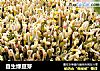 自生绿豆芽的做法