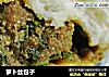 萝卜丝包子的做法