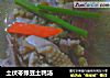 土伏苓绿豆土鸭汤的做法
