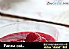 Panna cotta 意式奶酪 零失败的意式甜品的做法