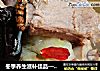 冬季养生滋补佳品——《虫草淮山排骨汤》的做法