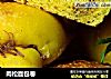 肉松面包卷的做法