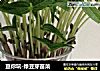 豆你玩-绿豆芽苗菜的做法