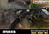 清炖黄颡鱼的做法