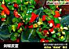 剁椒皮蛋的做法
