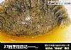 27的烹饪日记—— 黑芝麻皮蘑菇馅儿饺子的做法