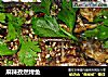 麻辣孜然烤鱼的做法