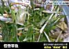 橙香带鱼的做法