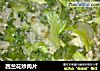 西兰花炒肉片的做法