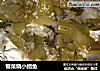 雪菜烧小鲳鱼的做法