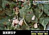 菠菜素饺子的做法
