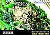 芝麻菠菜的做法