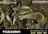 平菇面筋回锅肉的做法