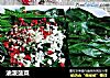 油泼菠菜的做法